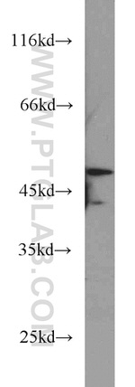 RUNX1 (N-terminal) Antibody in Western Blot (WB)