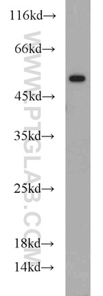 RUNX1 (N-terminal) Antibody in Western Blot (WB)