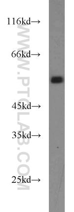 RUNX1 (N-terminal) Antibody in Western Blot (WB)