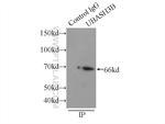 UBASH3B/STS 1 Antibody in Immunoprecipitation (IP)