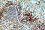 UBASH3B/STS 1 Antibody in Immunohistochemistry (Paraffin) (IHC (P))