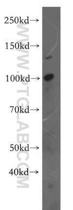 UNC45A Antibody in Western Blot (WB)