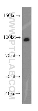 UNC45A Antibody in Western Blot (WB)