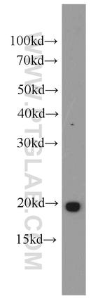 PGPEP1 Antibody in Western Blot (WB)