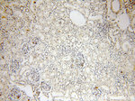 NAB2 Antibody in Immunohistochemistry (Paraffin) (IHC (P))