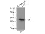 TRIP13 Antibody in Immunoprecipitation (IP)