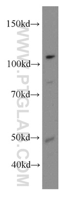 TRIP13 Antibody in Western Blot (WB)