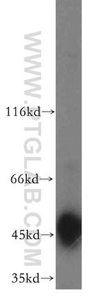 TRIP13 Antibody in Western Blot (WB)