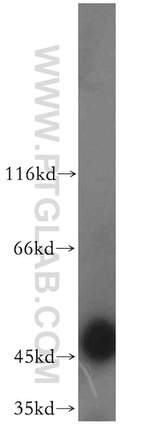 TRIP13 Antibody in Western Blot (WB)