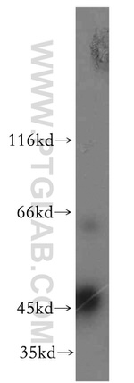 TRIP13 Antibody in Western Blot (WB)