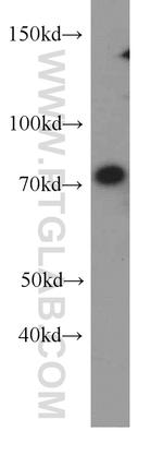 PCDHB5 Antibody in Western Blot (WB)