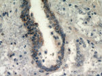 HYAL3 Antibody in Immunohistochemistry (Paraffin) (IHC (P))