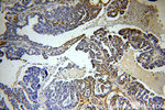 Histone H1.2 Antibody in Immunohistochemistry (Paraffin) (IHC (P))