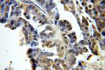 Histone H1.2 Antibody in Immunohistochemistry (Paraffin) (IHC (P))