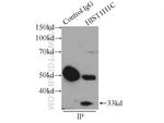 Histone H1.2 Antibody in Immunoprecipitation (IP)