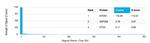 EIF2S1/EIF-2 alpha (EIF2A) Antibody in Peptide array (ARRAY)