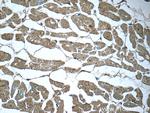 SIRT2 Antibody in Immunohistochemistry (Paraffin) (IHC (P))