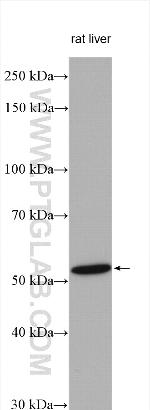 GCK Antibody in Western Blot (WB)