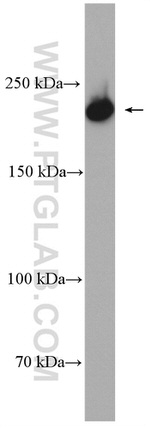 MYH10 Antibody in Western Blot (WB)