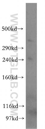 HSPG2 Antibody in Western Blot (WB)