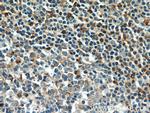 Integrin alpha-4 Antibody in Immunohistochemistry (Paraffin) (IHC (P))