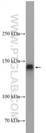 Integrin alpha-4 Antibody in Western Blot (WB)