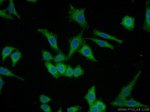 Caspase 3 Antibody in Immunocytochemistry (ICC/IF)