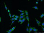 Caspase 3 Antibody in Immunocytochemistry (ICC/IF)