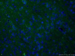 Caspase 3 Antibody in Immunohistochemistry (PFA fixed) (IHC (PFA))