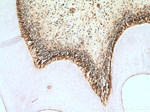 Caspase 3 Antibody in Immunohistochemistry (Paraffin) (IHC (P))