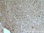 Caspase 3 Antibody in Immunohistochemistry (Paraffin) (IHC (P))