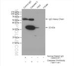 Caspase 3 Antibody in Immunoprecipitation (IP)