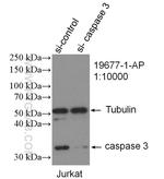 Caspase 3 Antibody in Western Blot (WB)