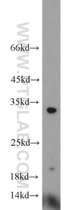 Caspase 3 Antibody in Western Blot (WB)