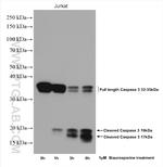 Caspase 3 Antibody in Western Blot (WB)