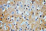 PMCA2 Antibody in Immunohistochemistry (Paraffin) (IHC (P))