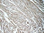 BAI2 Antibody in Immunohistochemistry (Paraffin) (IHC (P))