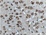 CACNA1B Antibody in Immunohistochemistry (Paraffin) (IHC (P))