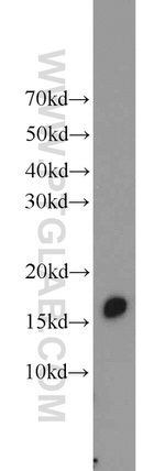 BLOC1S1 Antibody in Western Blot (WB)