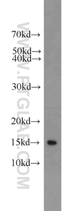 BLOC1S1 Antibody in Western Blot (WB)