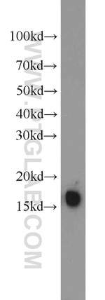 BLOC1S1 Antibody in Western Blot (WB)