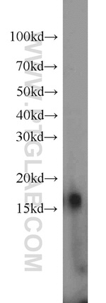 BLOC1S1 Antibody in Western Blot (WB)