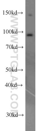 EIF2C1 Antibody in Western Blot (WB)