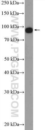 EIF2C3 Antibody in Western Blot (WB)