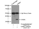 LIMK1 Antibody in Immunoprecipitation (IP)