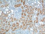 LRP2 Antibody in Immunohistochemistry (Paraffin) (IHC (P))