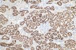 LRP2 Antibody in Immunohistochemistry (Paraffin) (IHC (P))