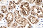 LRP2 Antibody in Immunohistochemistry (Paraffin) (IHC (P))