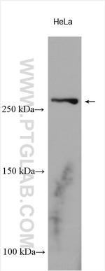 LRP2 Antibody in Western Blot (WB)
