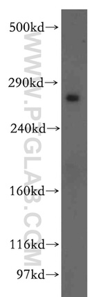 LRP2 Antibody in Western Blot (WB)